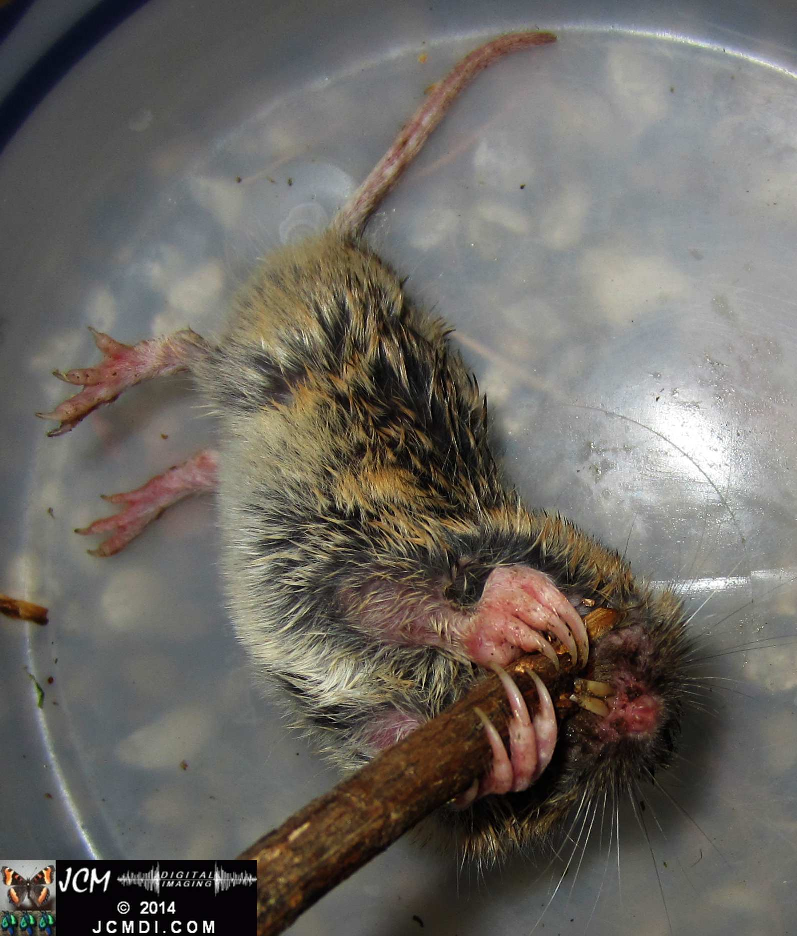 Pocket Gopher Catch and Release close-up